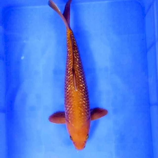 TEMBAGA GINRIN # 40CM