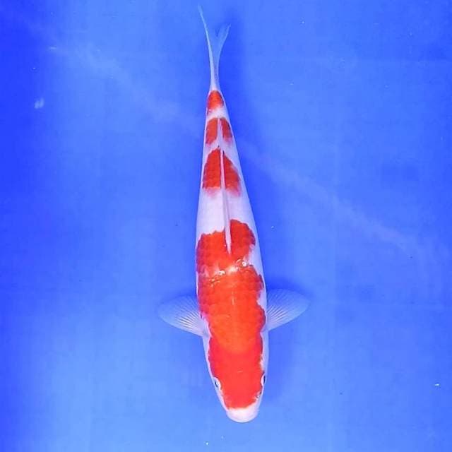 KOHAKU # 31CM