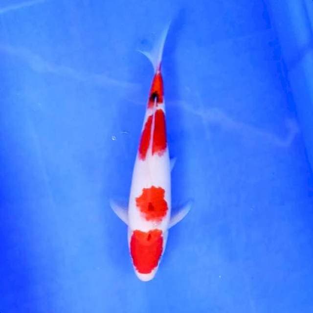 MARUTEN SANKE # 27CM