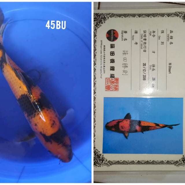 Hi Utsuri Shinoda