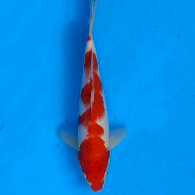 KOHAKU INAZUMA 24CM