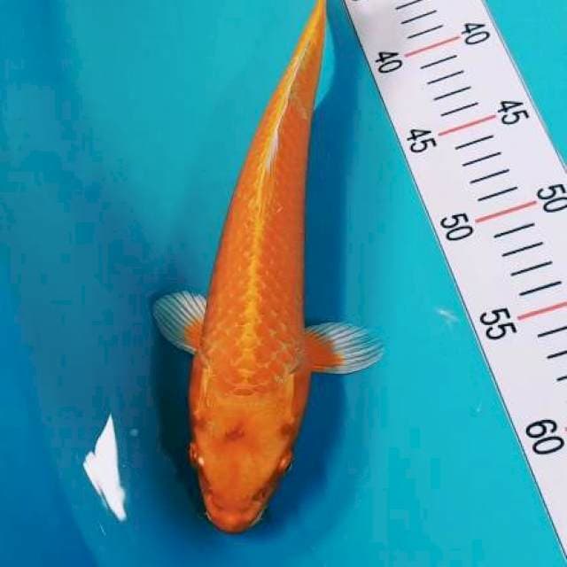 Mukashi 27cm Joss