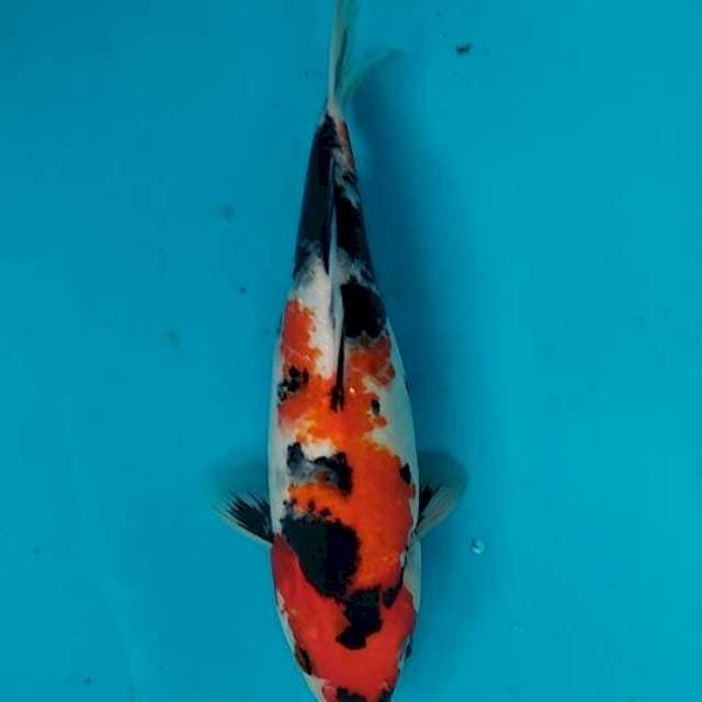 Showa 27cm