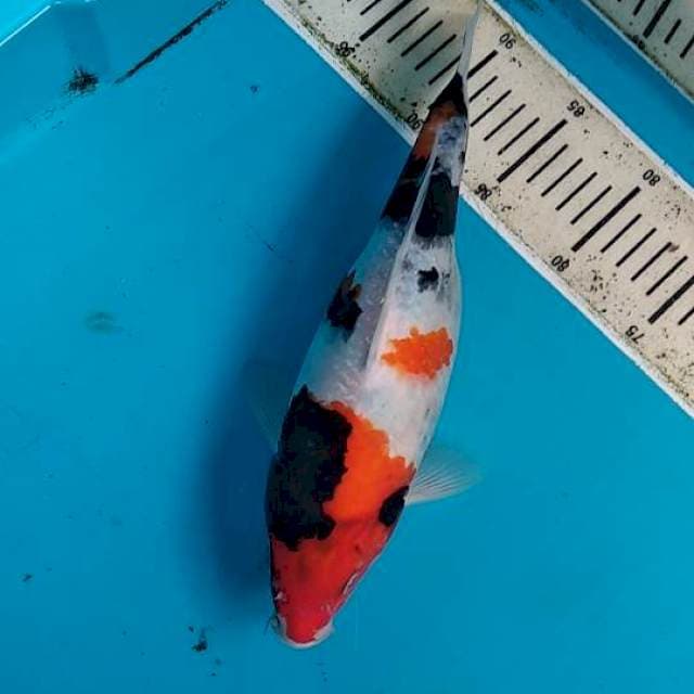 Showa 32cm