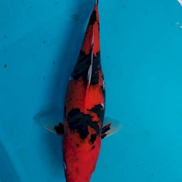 Hishowa 33cm