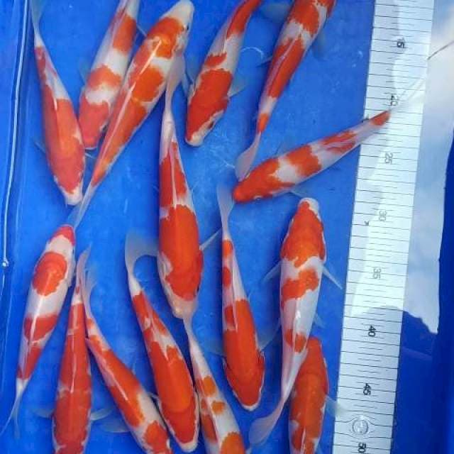 Kohaku calon joss 15 ekor F1Ogata, Ori