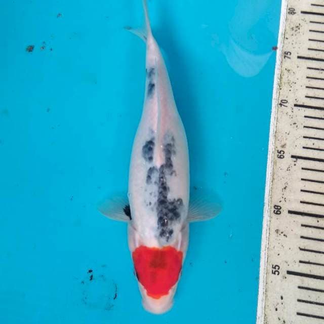 Tancho Showa 27cm