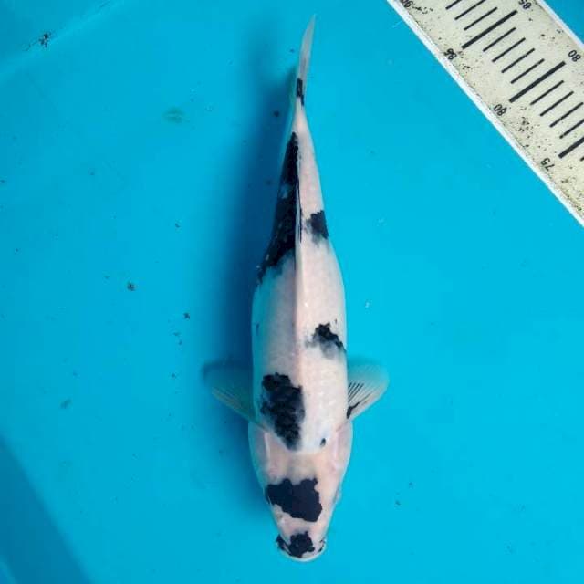 Shiro 31cm