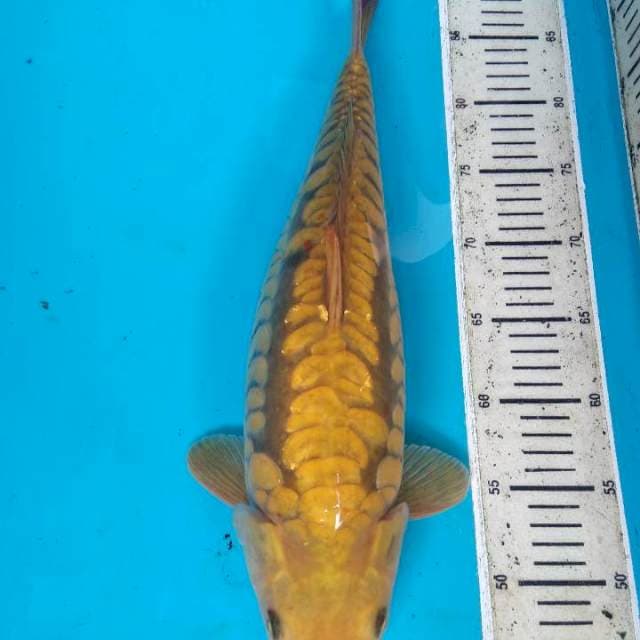 Chagoi aragoke bulky