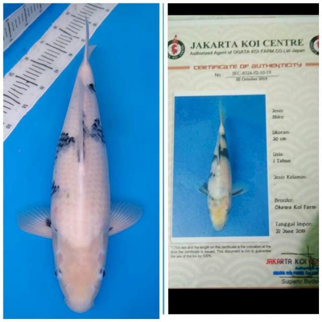 Okawa Jumbo Male Shiro