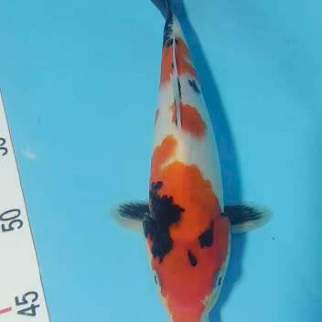 Showa 22cm