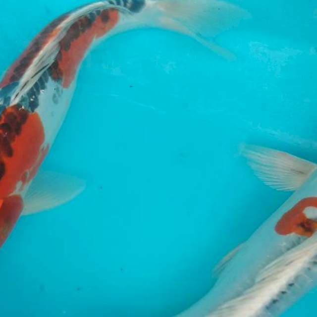 Kujaku doit 30,32cm