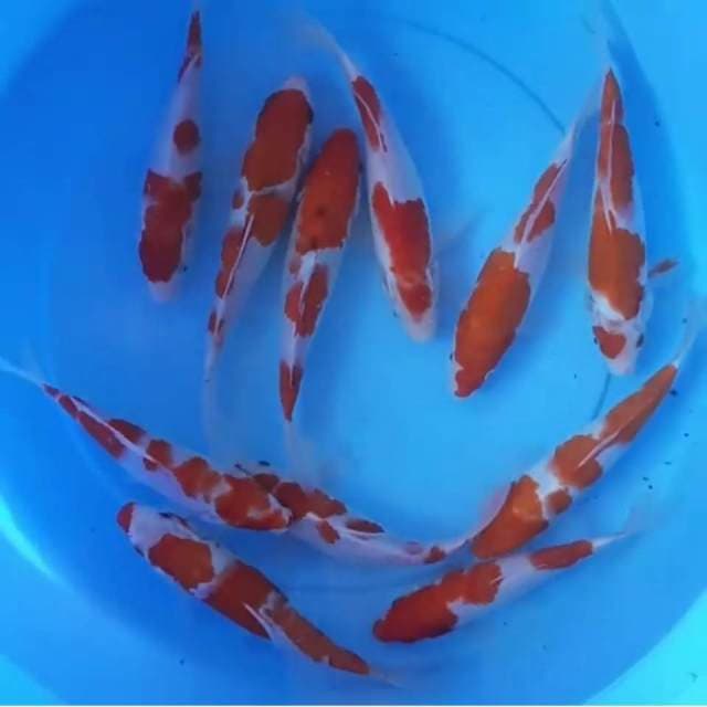 Mix kohaku sanke
