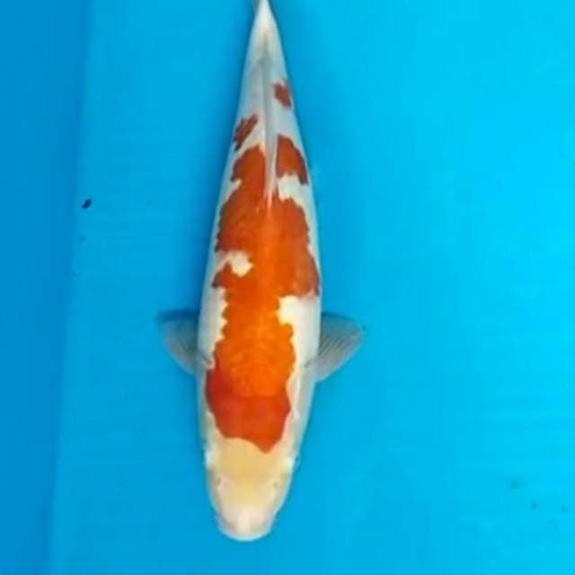 Kohaku 35cm calon Bulky