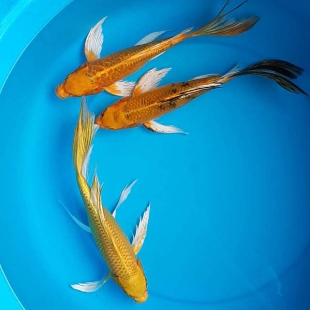 Trio gondrong antik