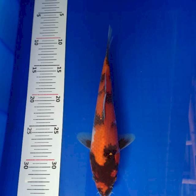 Showa 25cm
