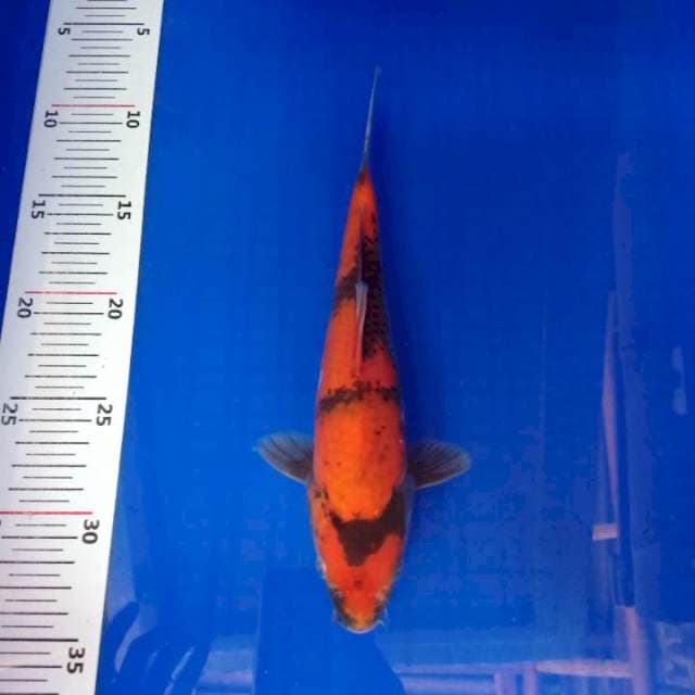 Showa 25cm