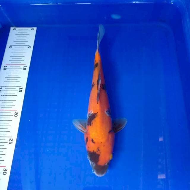 Showa 27cm