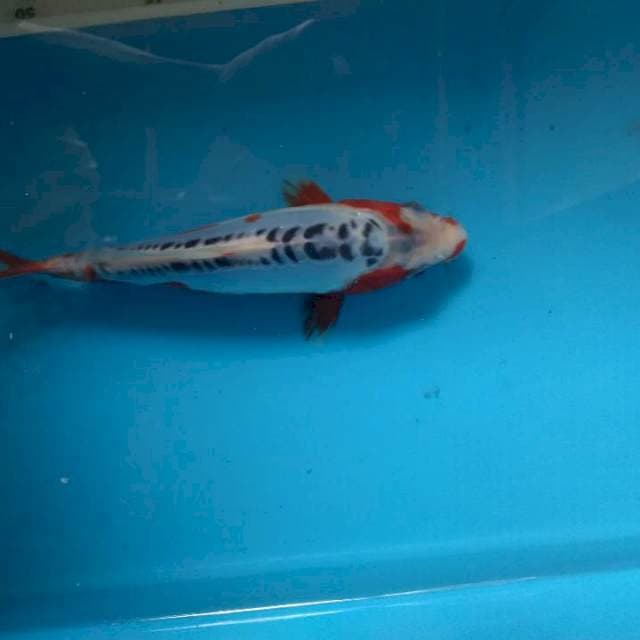 Sushui moto aka,HQ menurut saya.18cm