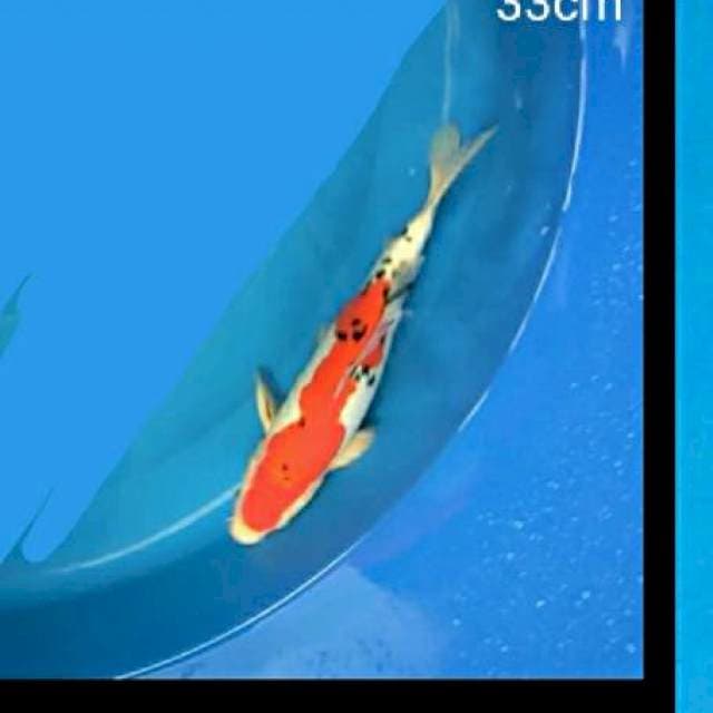 Sanke 33 cm