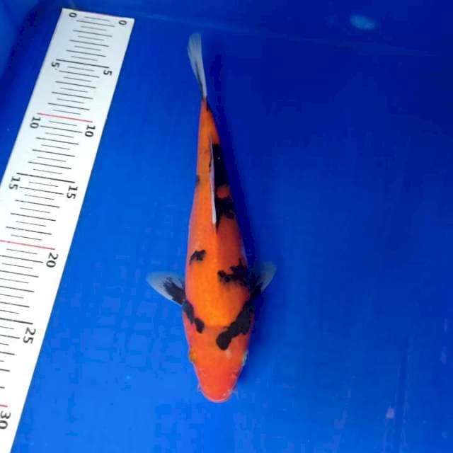 Showa 23cm