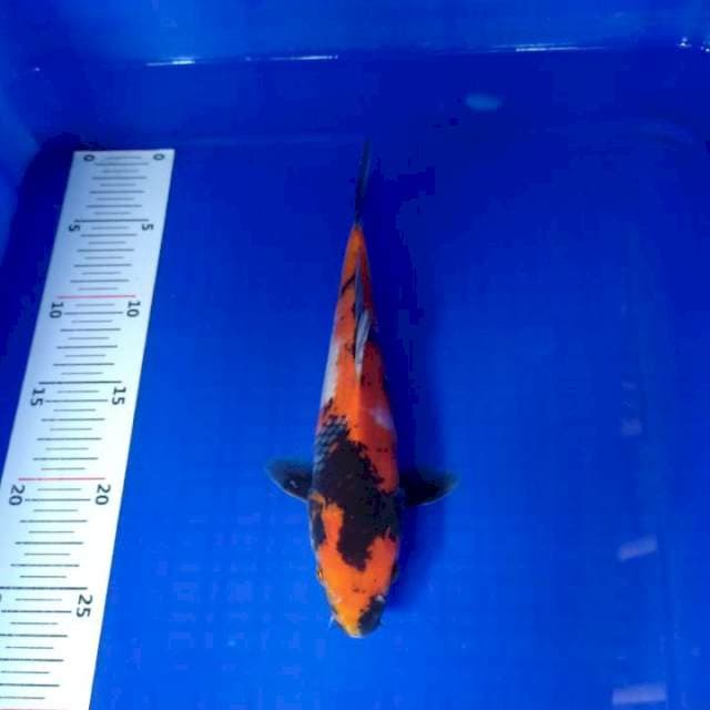 Showa 24cm