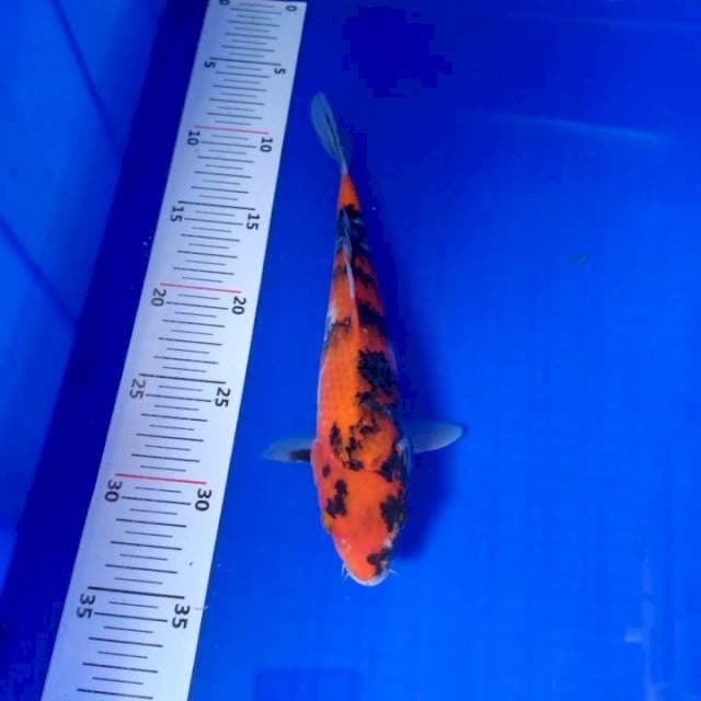 Showa 23cm