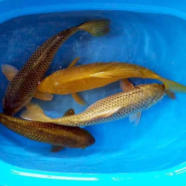 paket jumbo