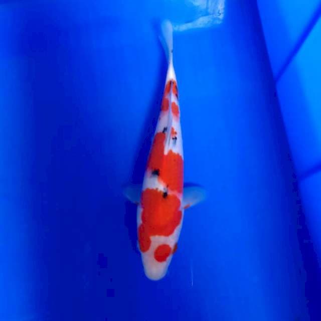 Sanke 24cm