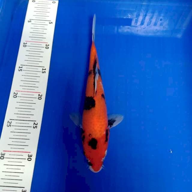 Showa 25cm