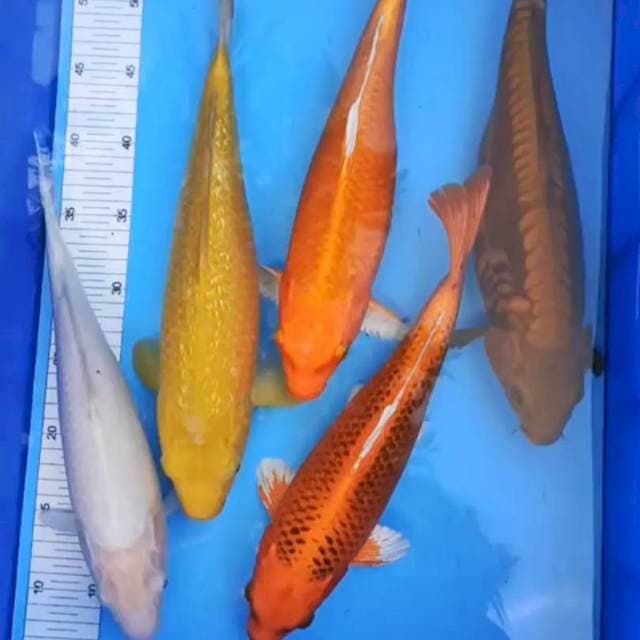 Mix monocolor spc handpick 5 ekor
