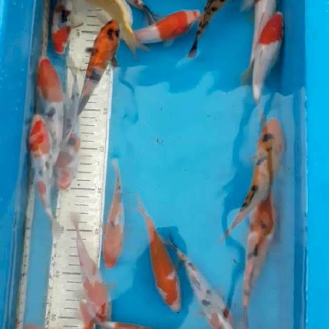 Mix 30 ekor 15-20 cm