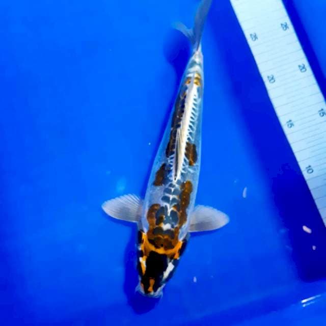 Kiko 28cm
