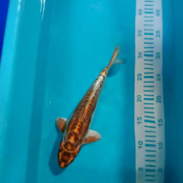 Kiko 28cm male