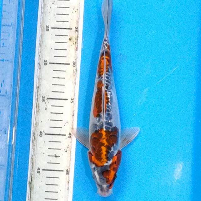 Benikiko 3 step.28cm male