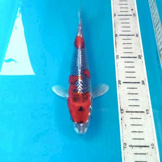 Beni Gingga, 26 cm