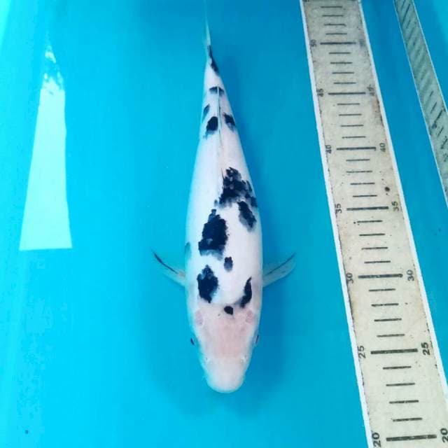 Bekko, 29 cm