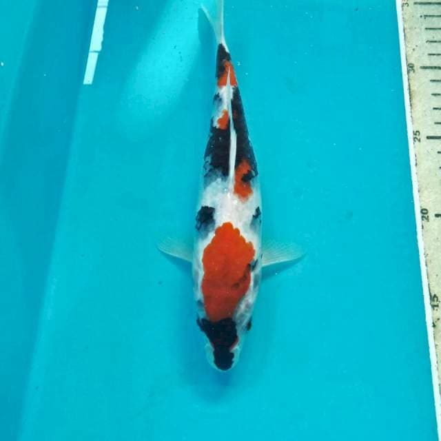 Showa, 23 cm