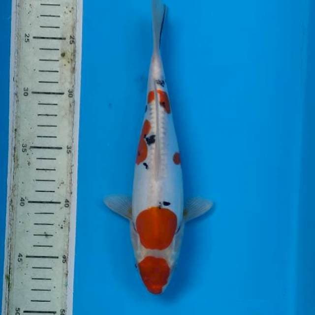 Pure doitsu sanke maruten 26cm fm