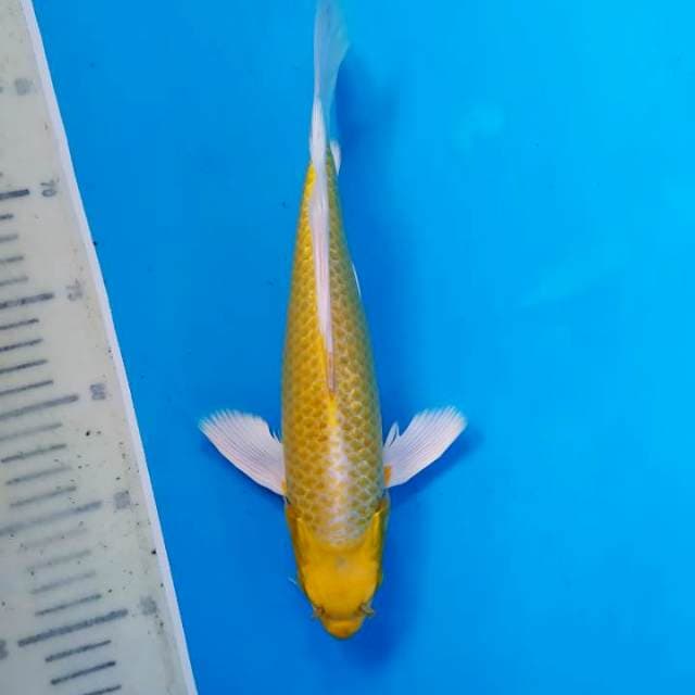 Kumpay Yamabuki ~30