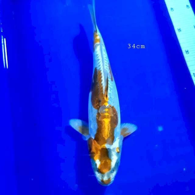 Doitsu koikko 34cm