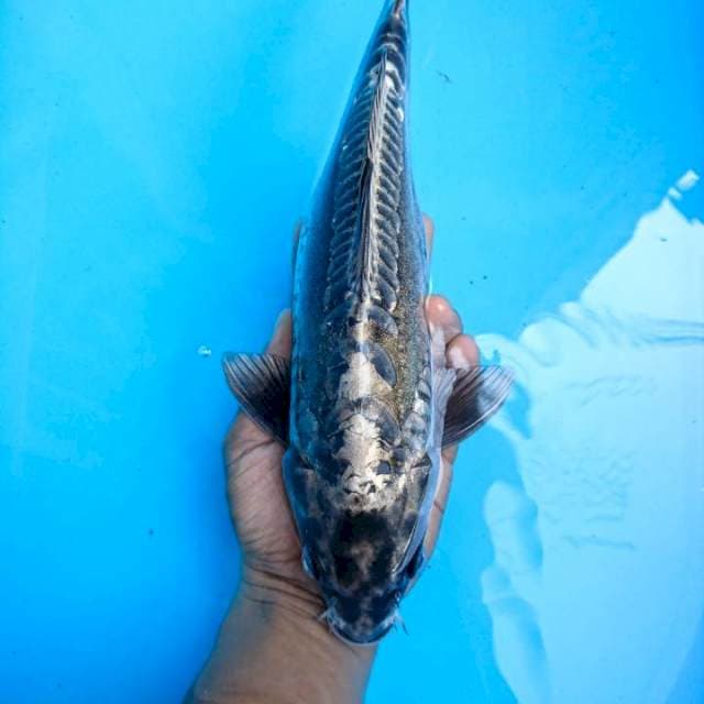 kikokuryu 32 cm