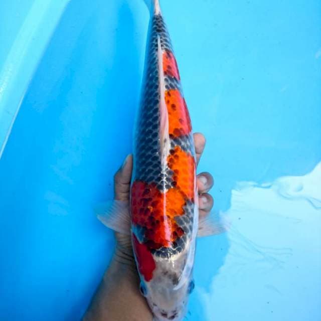 goshiki 39 cm f
