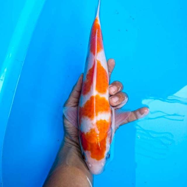 kohaku 30 cm