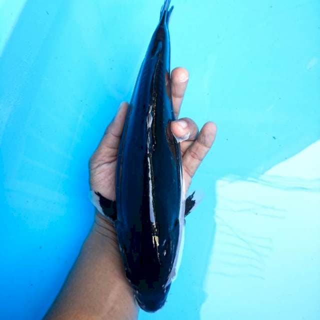 hajiro 29 cm