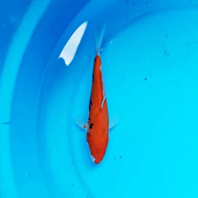 Benikumon 19cm