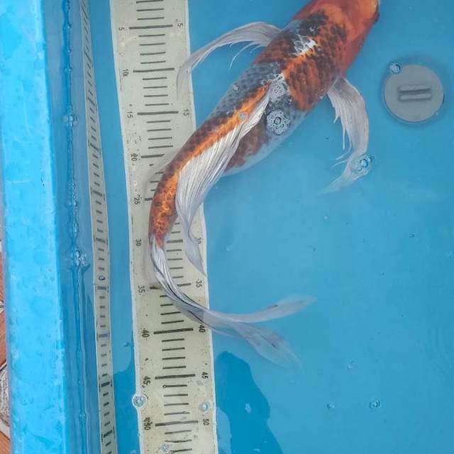 Jumbo Kujaku kumpay