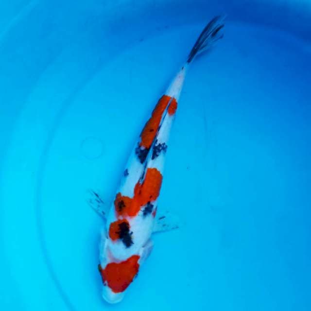 ND LOROKAREP 28CM