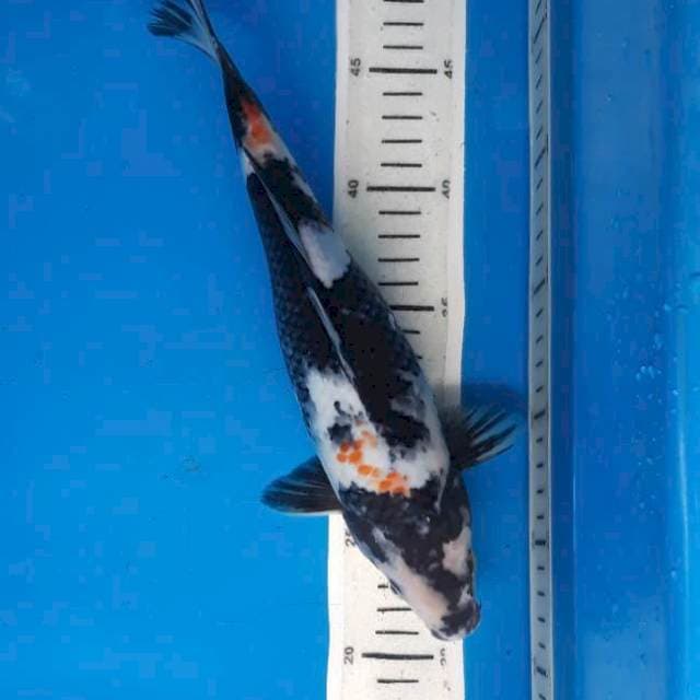 Showa 29cm