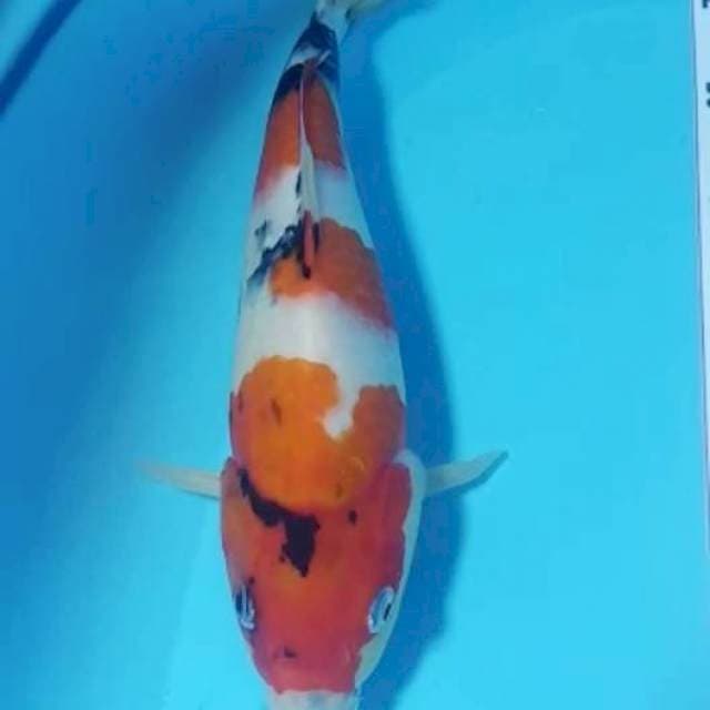 Showa 22cm